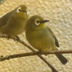 White-eyes
